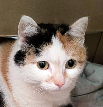 Пятнышко ищет свой дом!