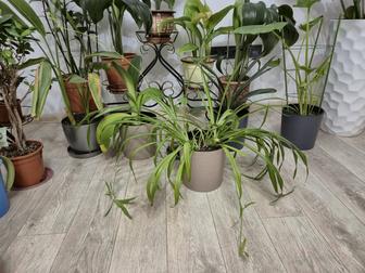 Хлорофитум