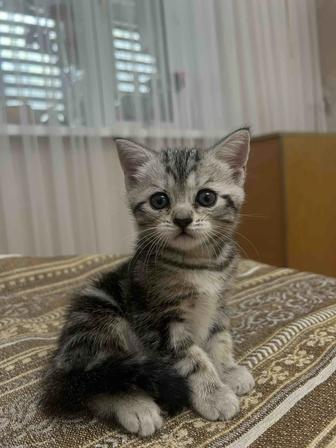 котята