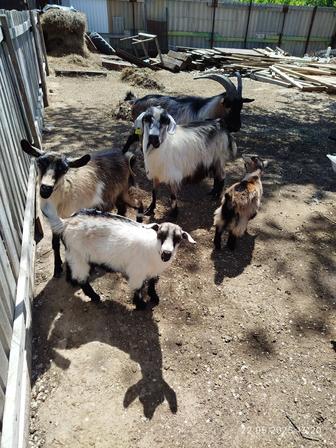 Продам коз альпийской породы