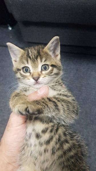 Котята в заботливые руки