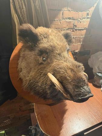 Чучело головы Кабана