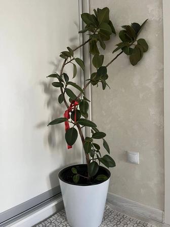 Продам комнатные растения