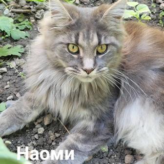 Котенок породы МЕЙН -КУН. Кошечка. Возраст 1 год