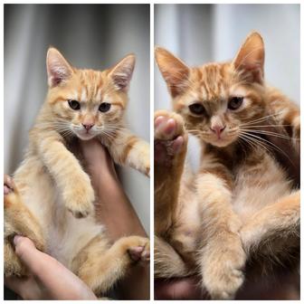 Котята даром