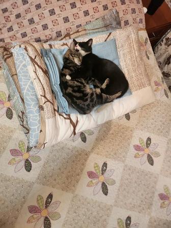 Отдам котов в добрые руки(все необходимое есть)