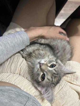 отдам кошку в добрые руки