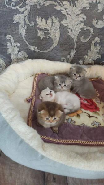 Котята вислоухие шиншиллы