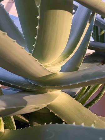 Продам листья алоэ