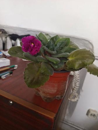 Продам цветок фиалку сиреневую