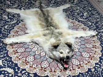 Продам цельную шкуру волка