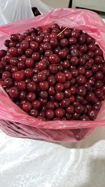 Вишня, продам