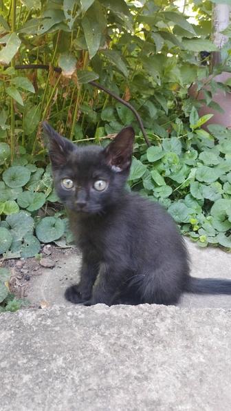 Отдам котят