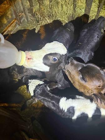 Продам телят