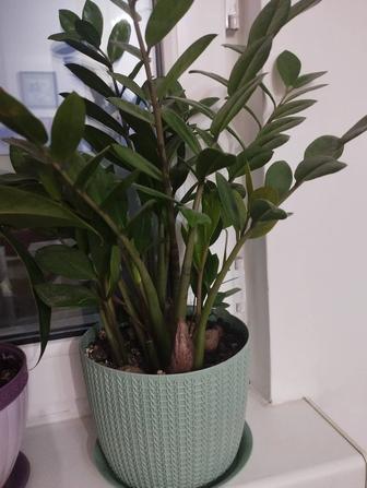 Продам комнатные растения