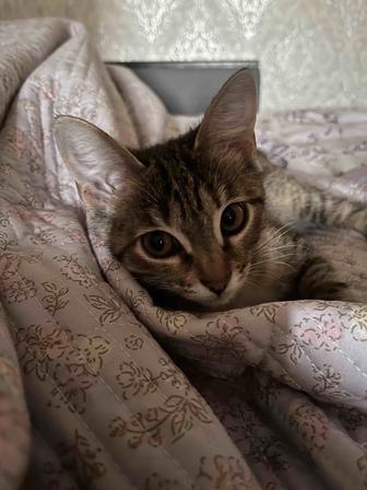 отдам кошку
