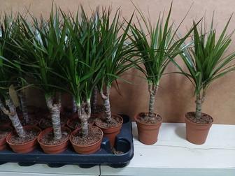 Драцена розовая высота 45см