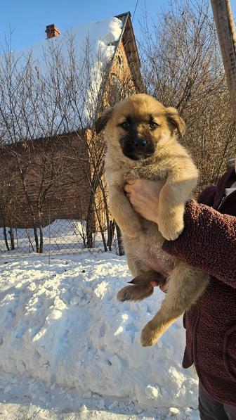 Отдам щенка крупного в добрые руки
