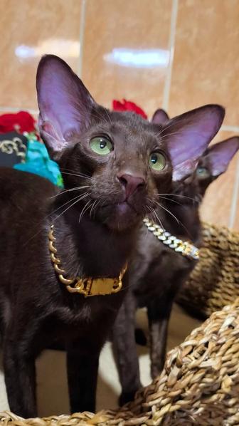 ОРИЕНТАЛЬНЫЙ КОТИК