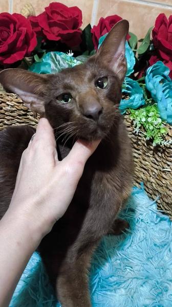 ОРИЕНТАЛЬНЫЙ КОТИК