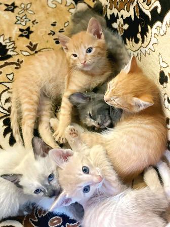Отдам котят в хорошие руки