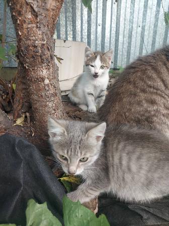 Отдам котят в хорошие руки