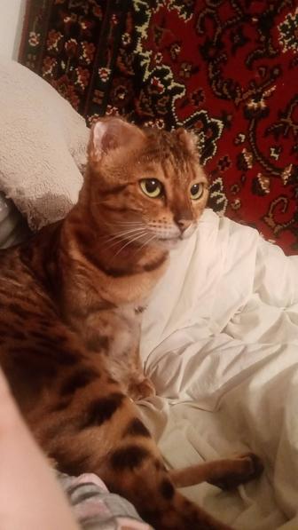 Вязка для кошки