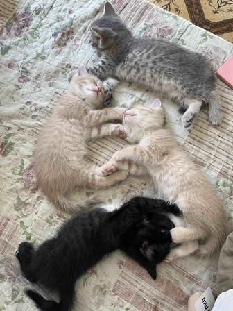Отдам котят в добрые руки