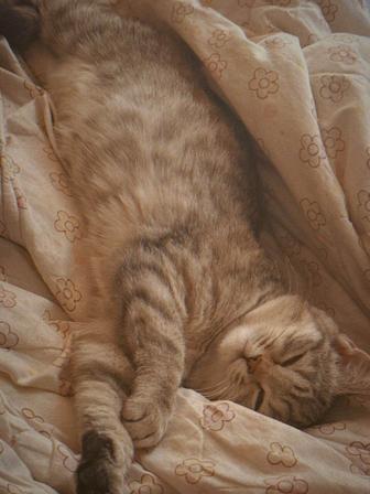 Отдам кошку даром