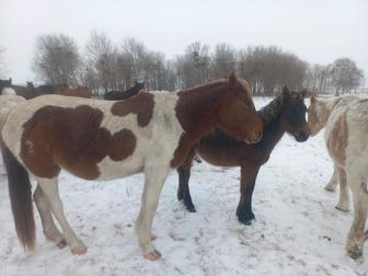 Продам лошадь