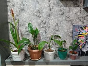 Цветы комнатные женское счастье и другие