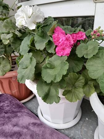 Продам Пеларгонию.