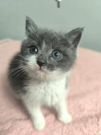 Отдам котят в хорошие и добрые руки