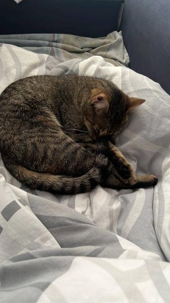 отдам кошку