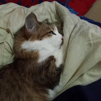 Кошечка