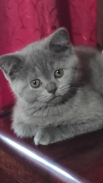 Шотландский котенок scottish страйт