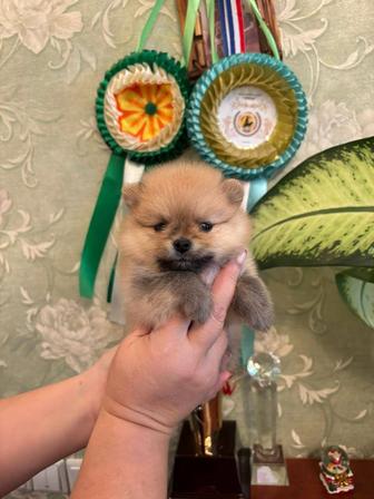 Шпицы померанские.