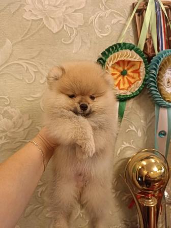 Шпицы померанские.