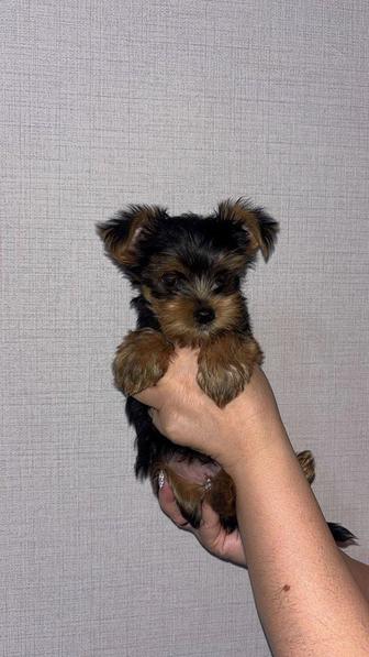 Йоркширский терьер. Мальчик
