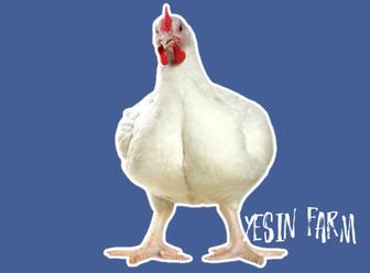 Инкубационные яйца бройлеров росс 308 для ферм