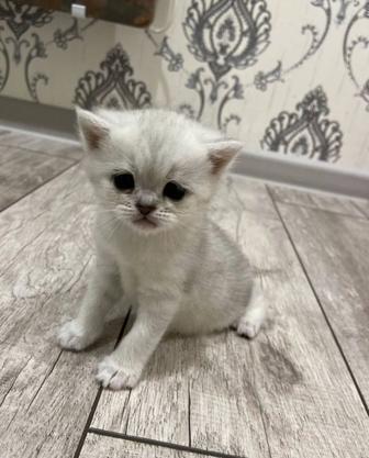 Шиншиллы котята в драгоценном окрасе цена 35 и 55тыс