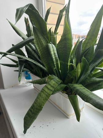 Продам комнатные цветы