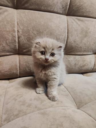 Продам котят породы Шотландская вислоухая, окрас лиловый (циннамон)