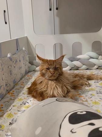 Мейн Кун бесплатно !