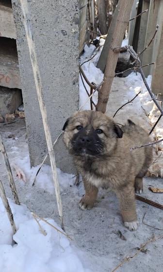 Щенки бесплатно