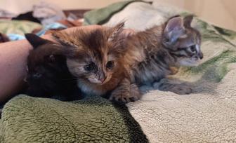 Отдадим котят в добрые руки