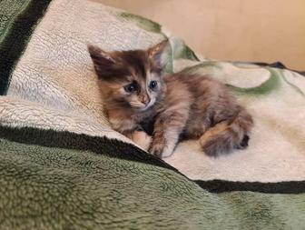 Отдадим котят в добрые руки