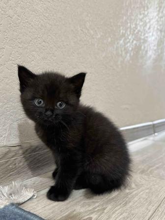Норвежский лесной котенок