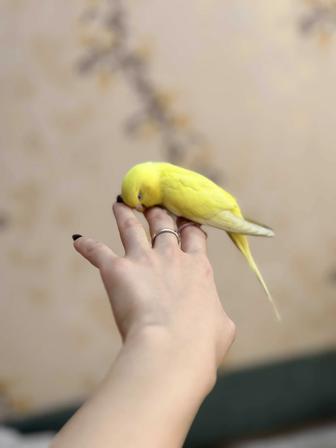 Отдаю попугая