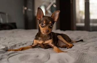 Зооняня для вашего питомца